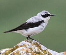 Northern Wheatear