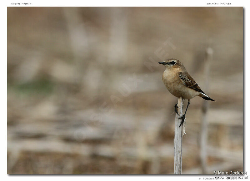 Northern Wheatear, identification