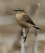 Northern Wheatear