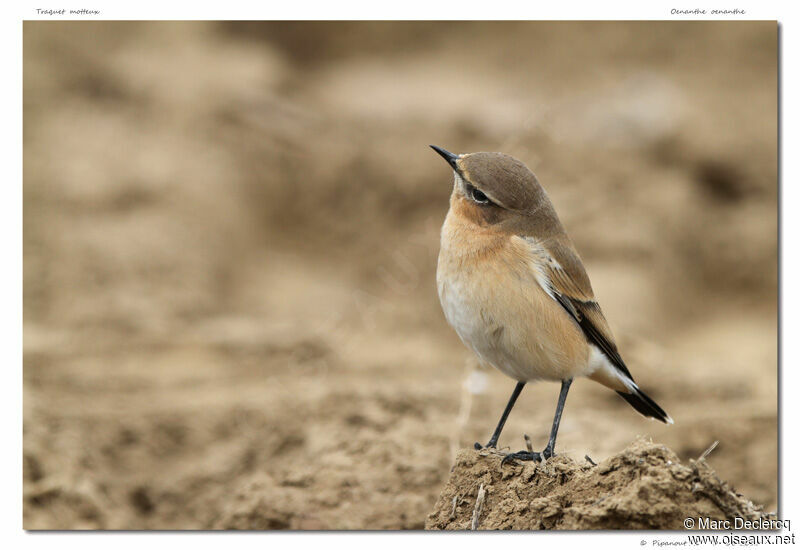 Traquet motteux, identification