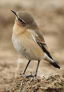 Northern Wheatear