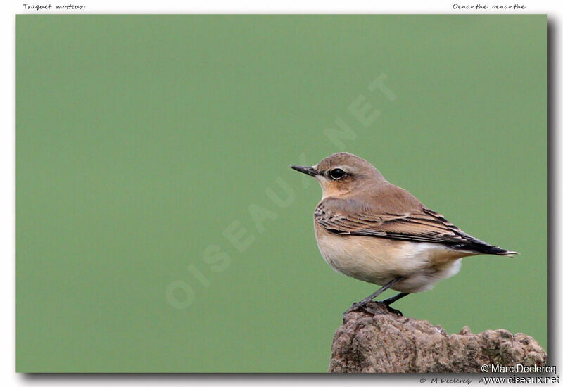 Traquet motteux, identification