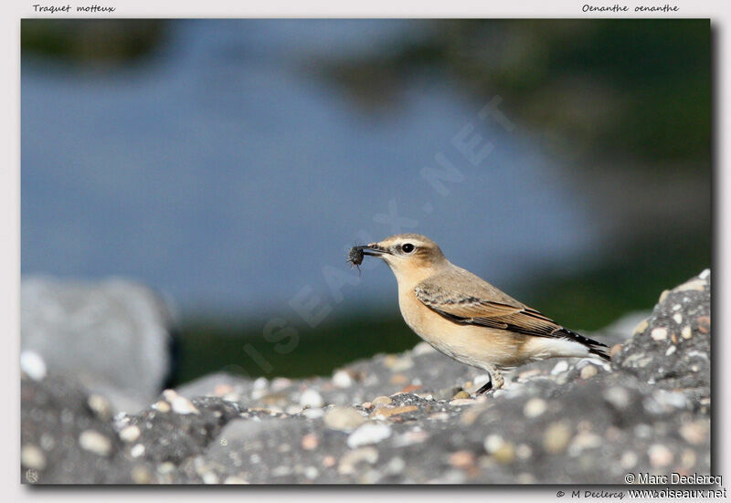 Northern Wheatear, identification, feeding habits