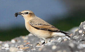 Northern Wheatear