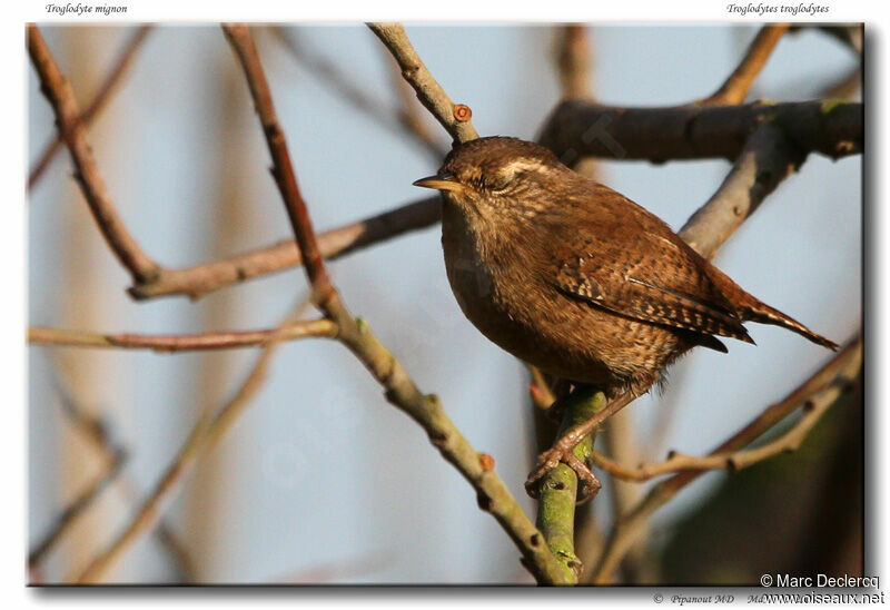 Eurasian Wren, identification, Behaviour