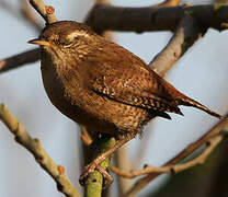 Eurasian Wren