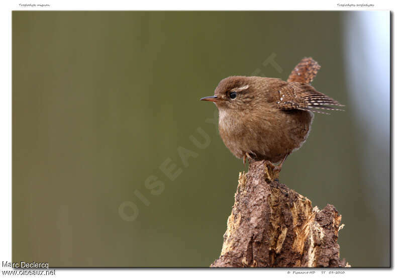 Troglodyte mignon, identification