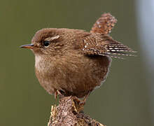 Eurasian Wren