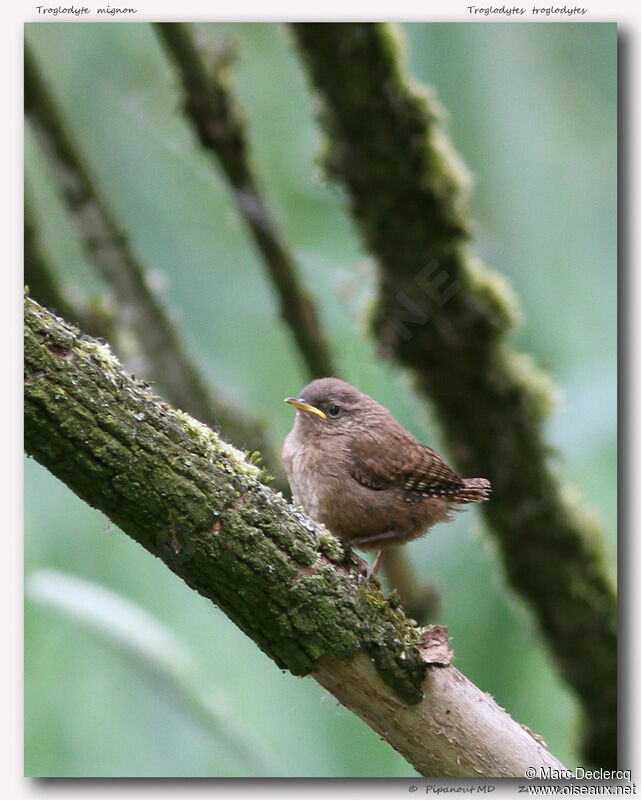 Eurasian Wrenjuvenile, identification