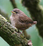 Eurasian Wren