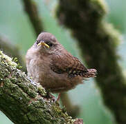 Eurasian Wren