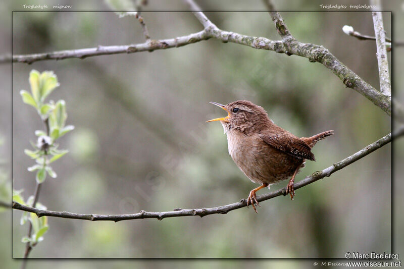 Eurasian Wren, identification, song