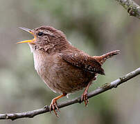 Eurasian Wren