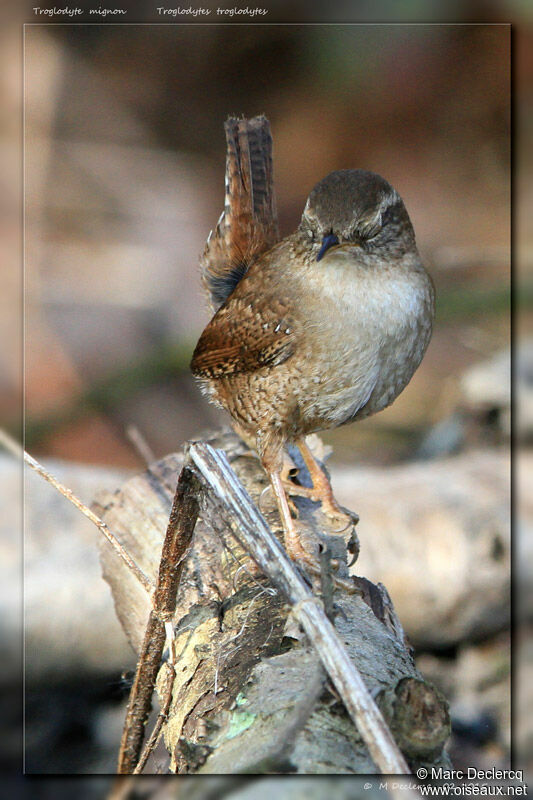 Eurasian Wren