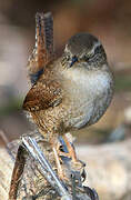 Eurasian Wren