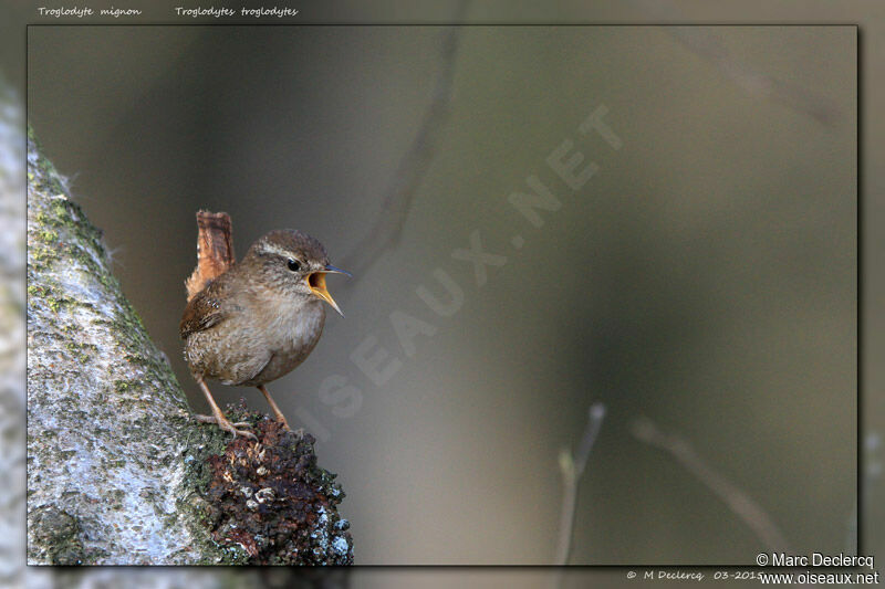 Troglodyte mignon, identification, chant