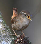 Eurasian Wren