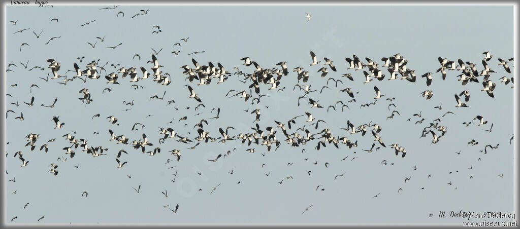 Northern Lapwing