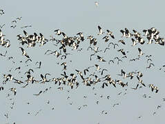 Northern Lapwing