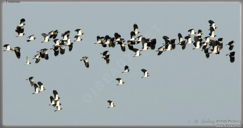 Northern Lapwing