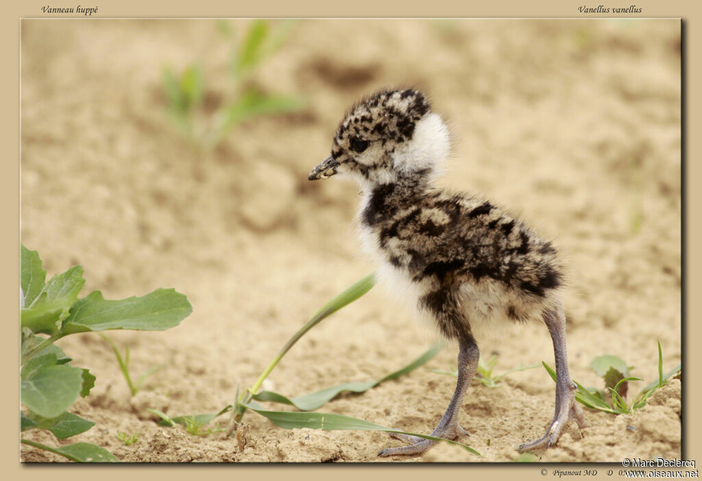 Northern Lapwingjuvenile, identification