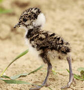 Northern Lapwing