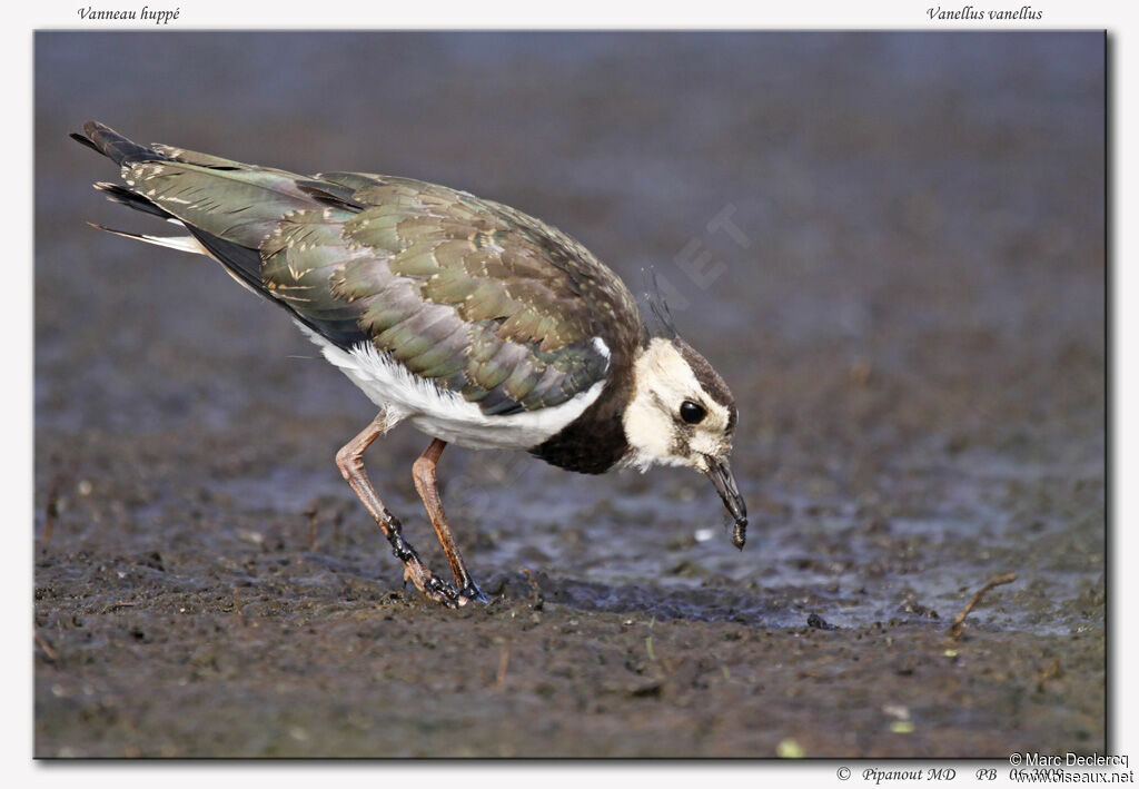 Northern Lapwingadult, Behaviour