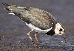 Northern Lapwing