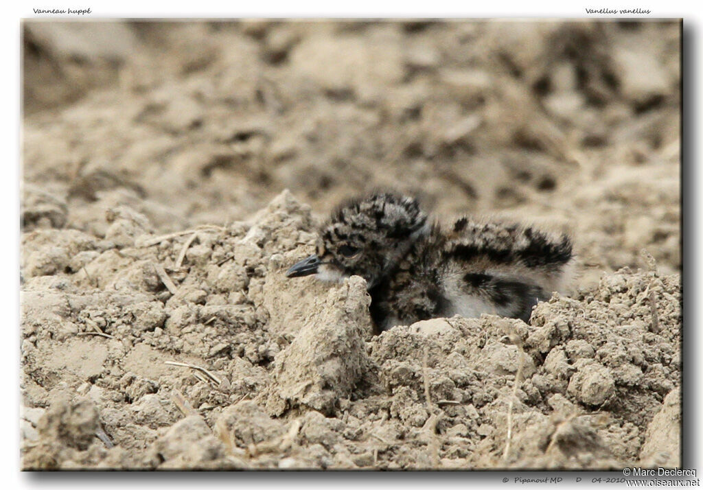 Northern Lapwingjuvenile