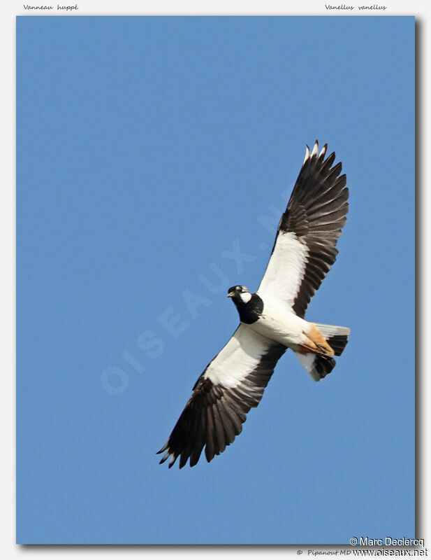 Northern Lapwing, Flight