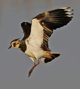 Northern Lapwing