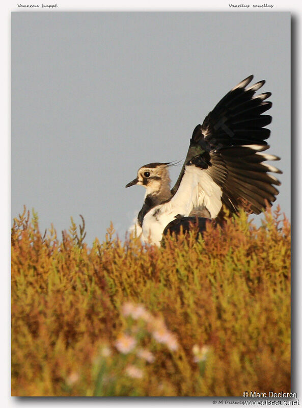 Northern Lapwing, identification