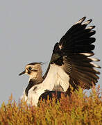 Northern Lapwing