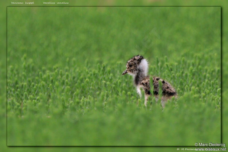 Vanneau huppéPoussin, identification