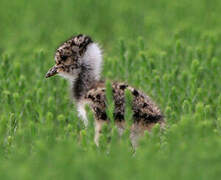 Northern Lapwing