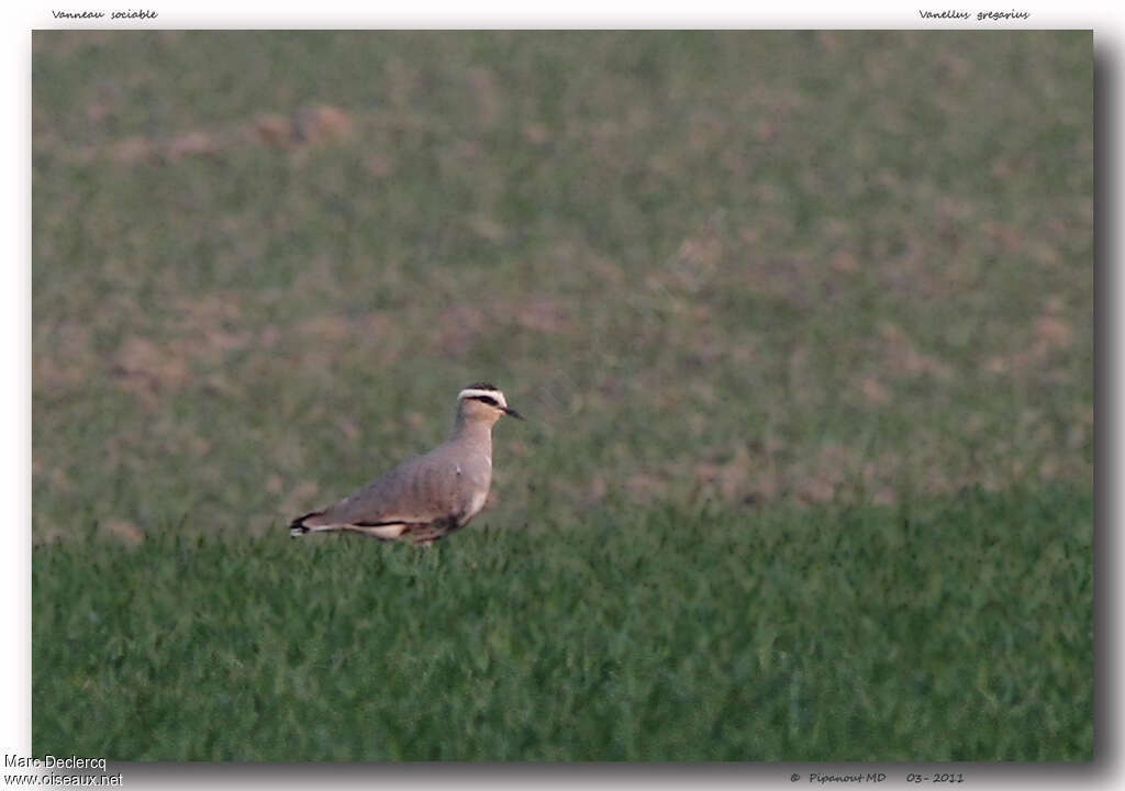 Sociable Lapwingadult, identification