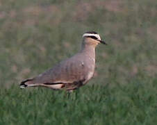 Sociable Lapwing