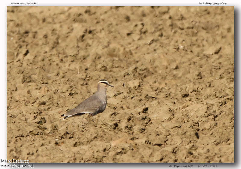 Sociable Lapwingadult, identification