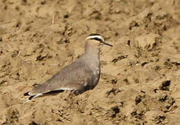 Sociable Lapwing