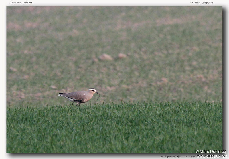 Sociable Lapwingadult, habitat, feeding habits