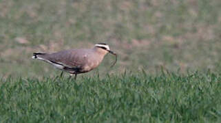 Sociable Lapwing