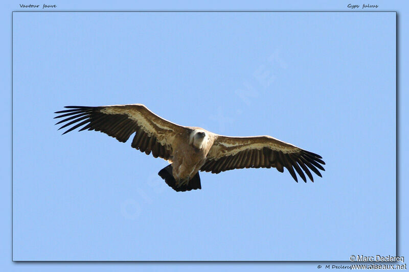 Vautour fauve, Vol