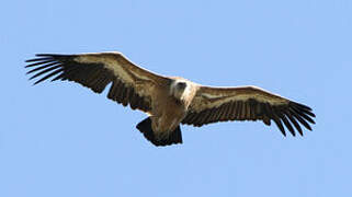 Griffon Vulture