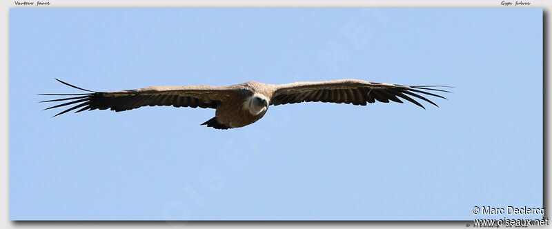 Griffon Vulture, Flight