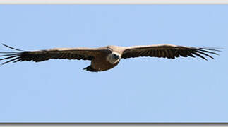 Griffon Vulture