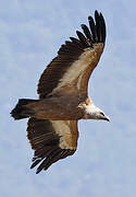 Griffon Vulture