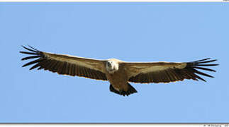 Griffon Vulture