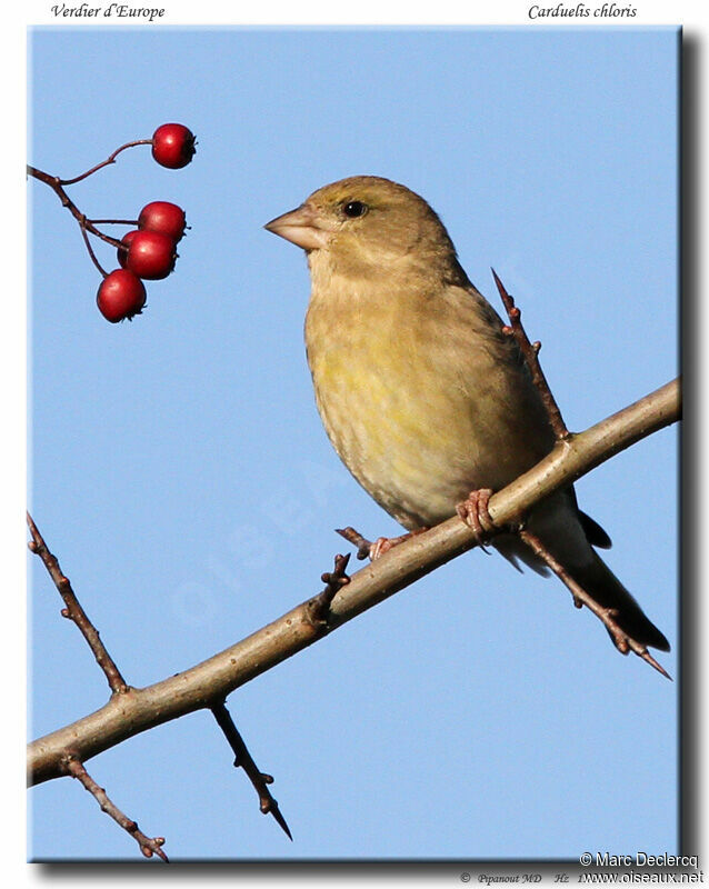 Verdier d'Europeadulte, identification, régime