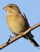 European Greenfinch