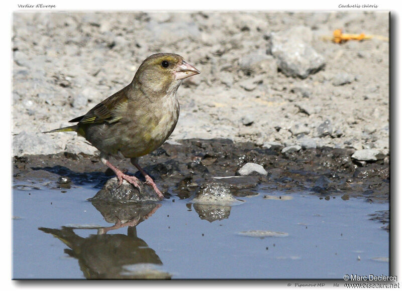 European Greenfinchadult, identification